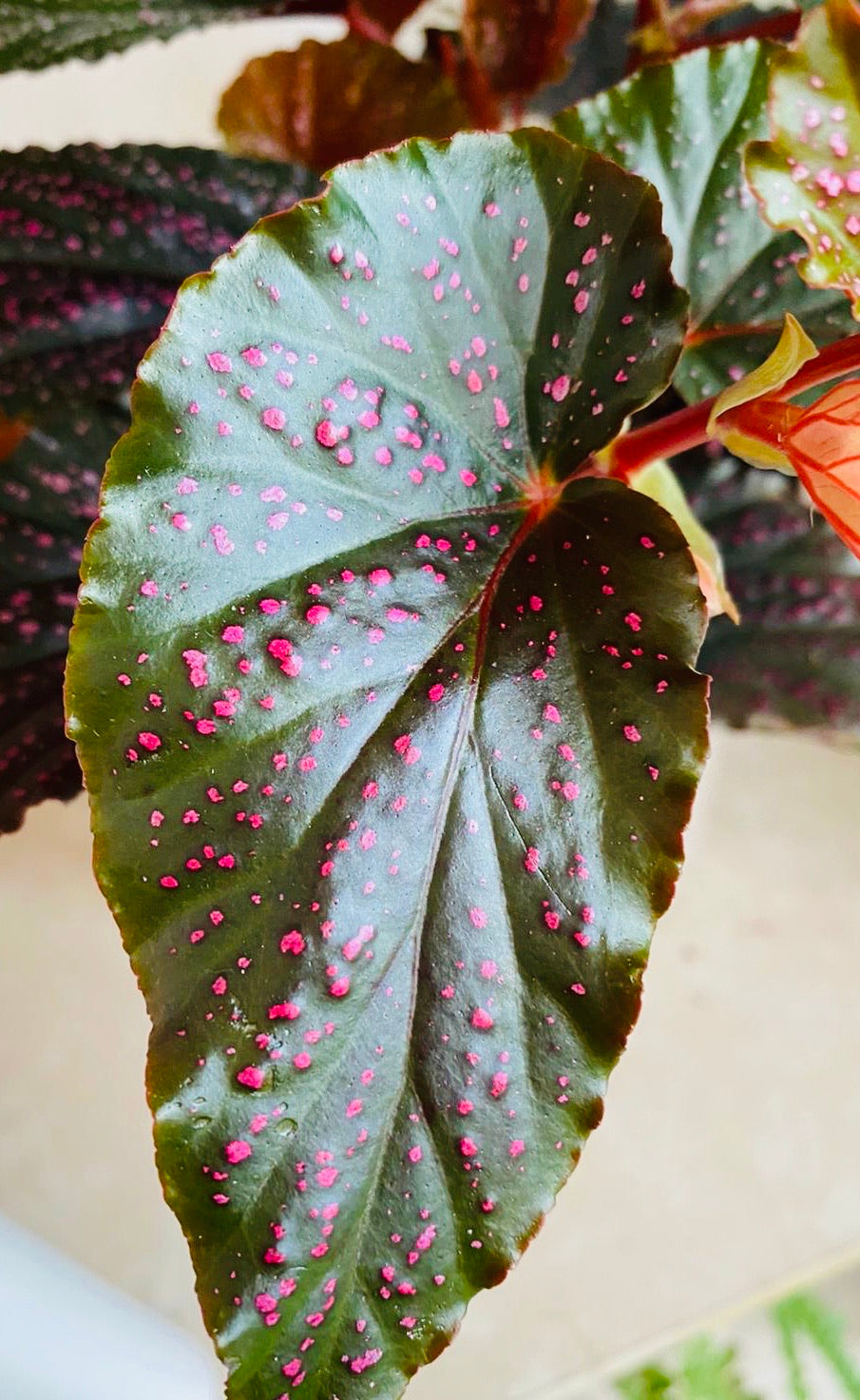 Begonia Benigo Pink Polka Dot 14cm Pot Cassandra's Plants