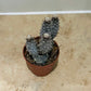 Opuntia Strobiliformis In a 5.5cm pot Cassandra's Plants