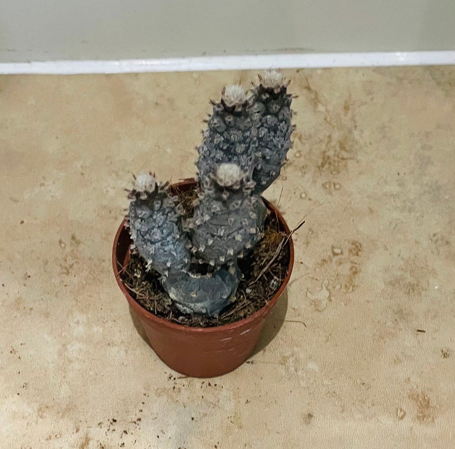 Opuntia Strobiliformis In a 5.5cm pot Cassandra's Plants