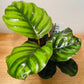 Calathea Fasciata Borrusica 12cm Pot Cassandra's Plants