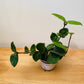 Hoya Chelsea in a 8.5cm Pot Cassandra's Plants
