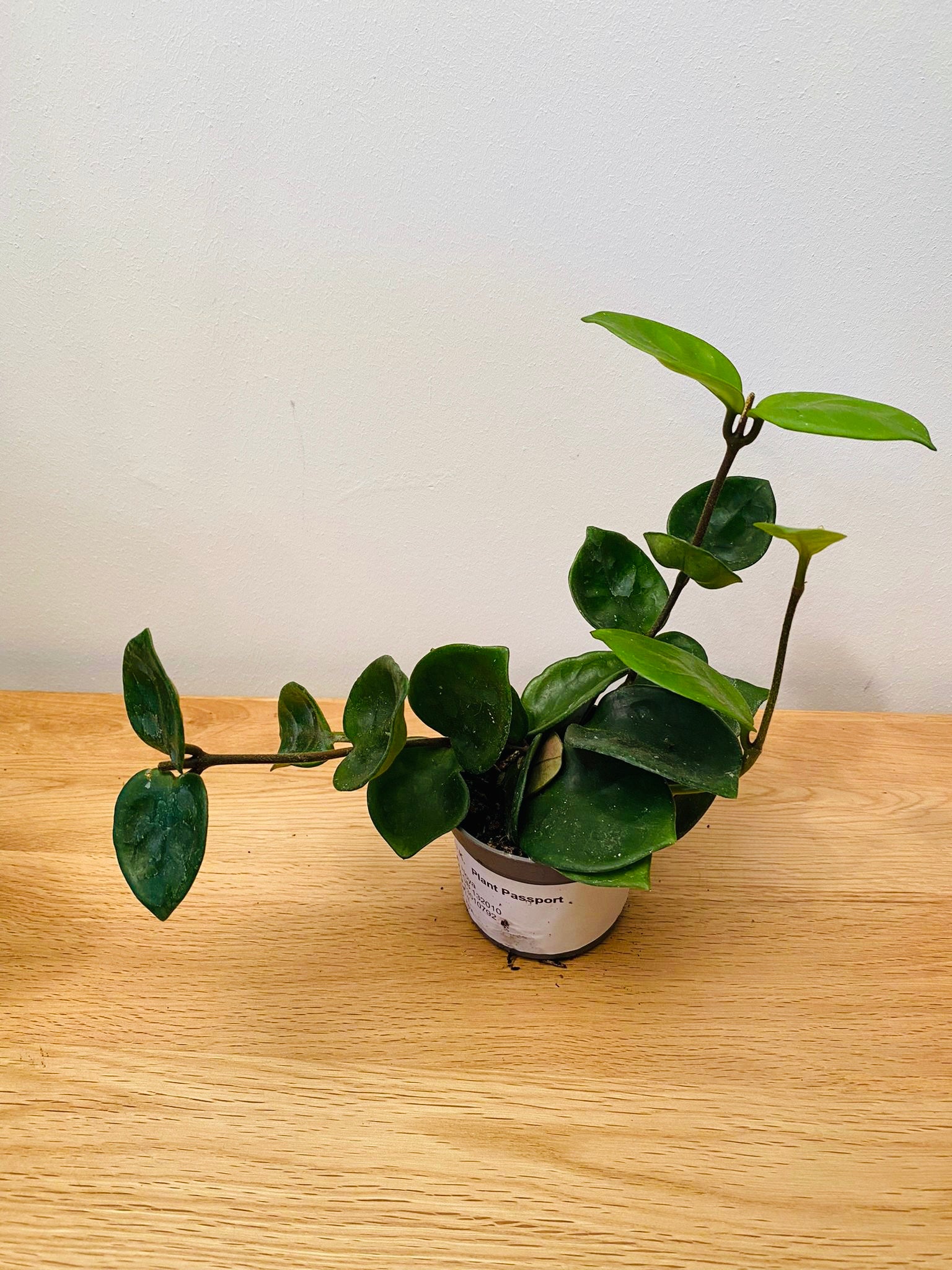 Hoya Chelsea in a 8.5cm Pot Cassandra's Plants