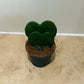 Hoya Kerrii Heart Leaf House Plant in 5.5cm pot Cassandra's Plants