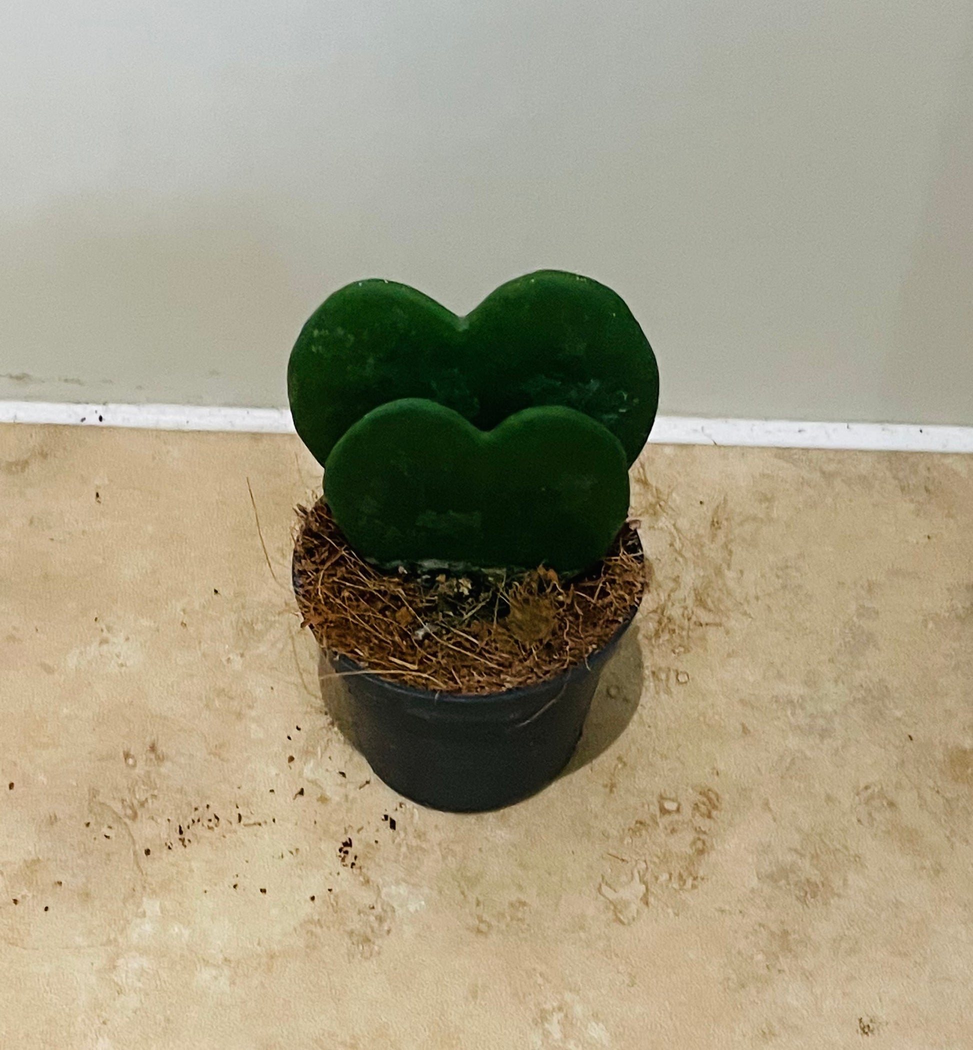 Hoya Kerrii Heart Leaf House Plant in 5.5cm pot Cassandra's Plants