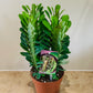 Euphorbia Trigona African Milk Tree Cassandra's Plants
