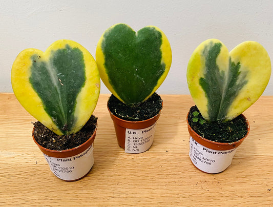 Hoya Kerrii Variegata