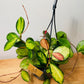 Hoya Australis Lisa In a 15cm hanging pot Cassandra's Plants