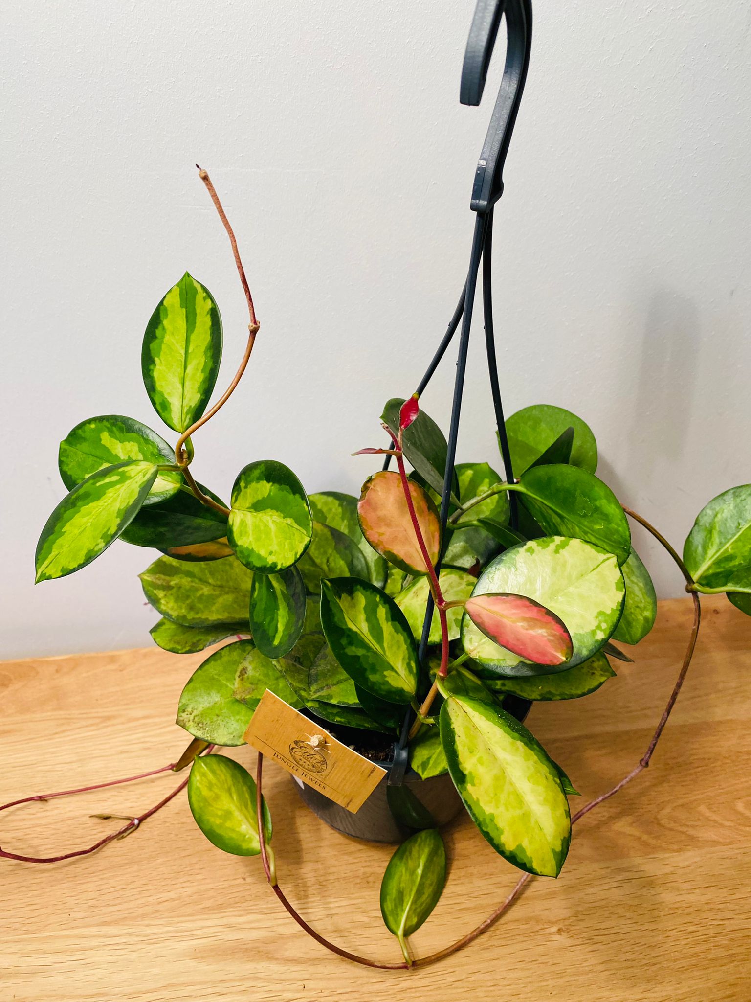 Hoya Australis Lisa In a 15cm hanging pot Cassandra's Plants