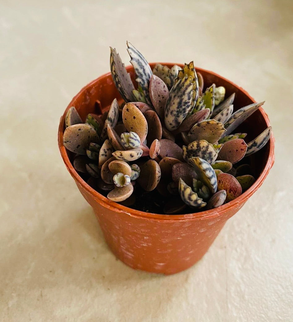 Kalanchoe Daigremontiana Mother Of Millions Tiger Stripe 5.5 cm Pot Cassandra's Plants