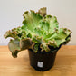 Echeveria Curly Locks in 19cm Pot Cassandra's Plants