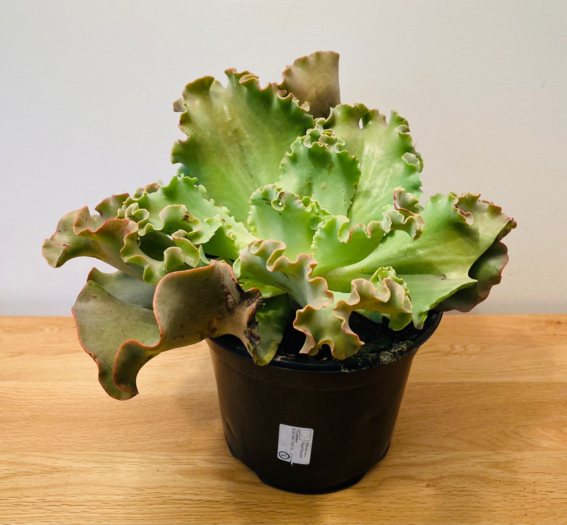 Echeveria Curly Locks in 19cm Pot Cassandra's Plants