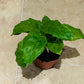 Calathea Musaica / Network 7m Pot Cassandra's Plants