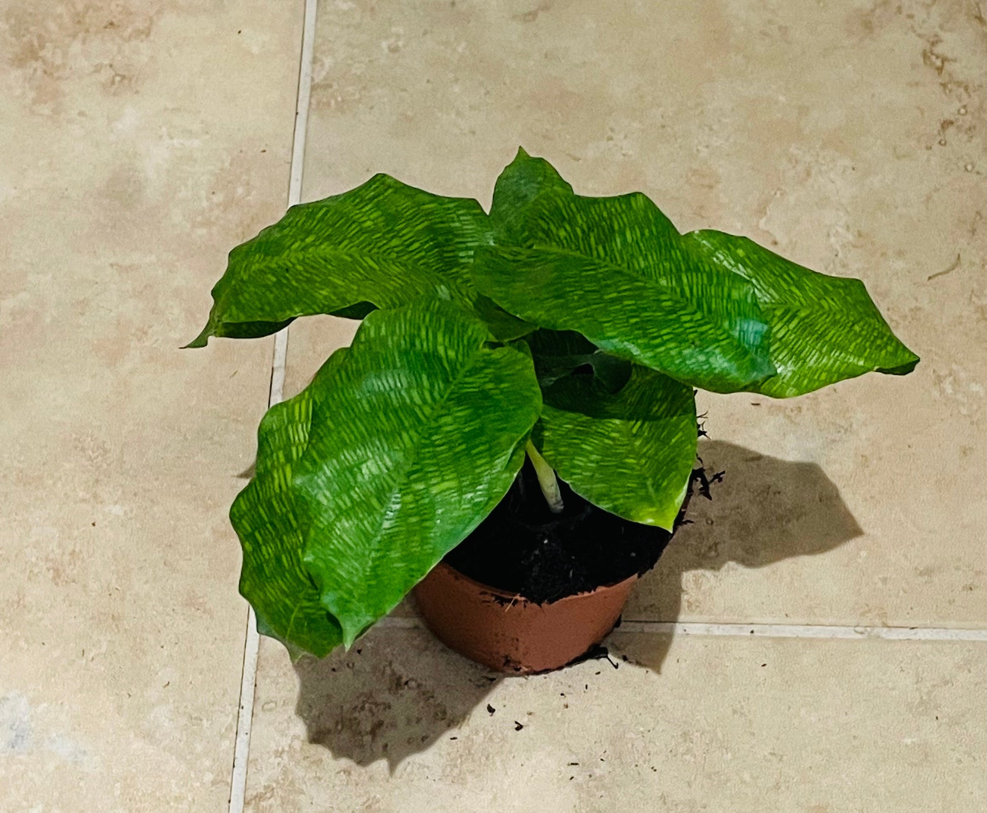 Calathea Musaica / Network 7m Pot Cassandra's Plants