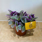Tradescantia Sweetness Cassandra's Plants