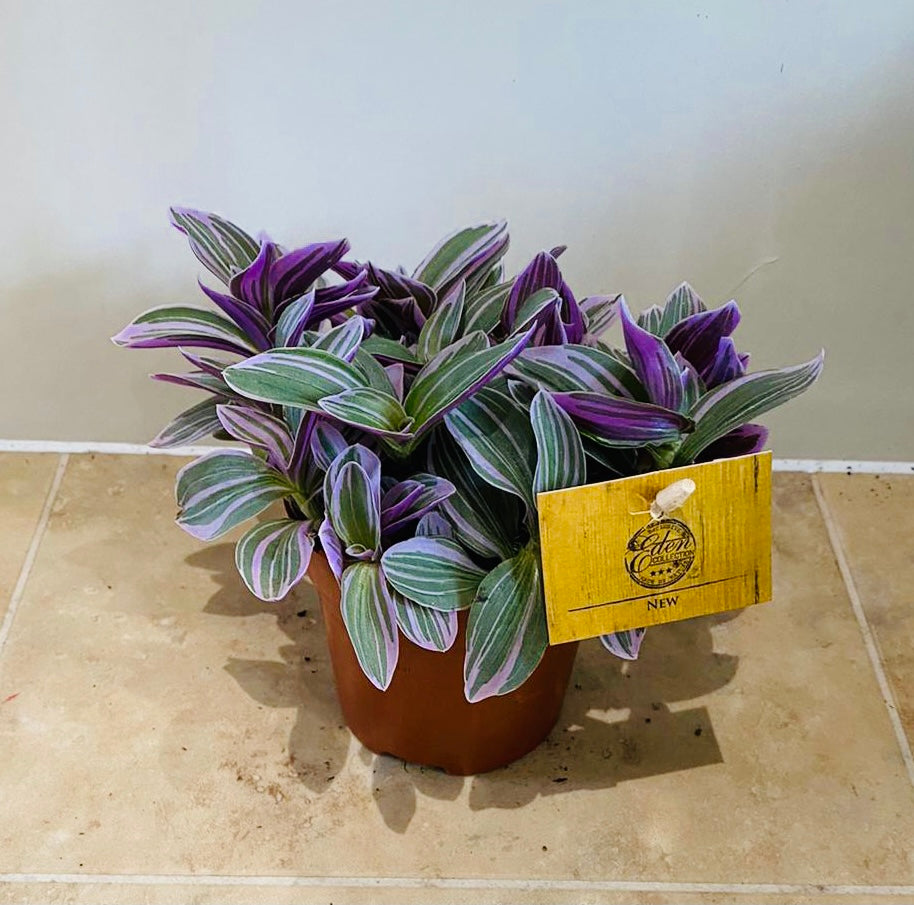 Tradescantia Sweetness Cassandra's Plants