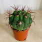 Gymnocalycium Saglionis Cassandra's Plants