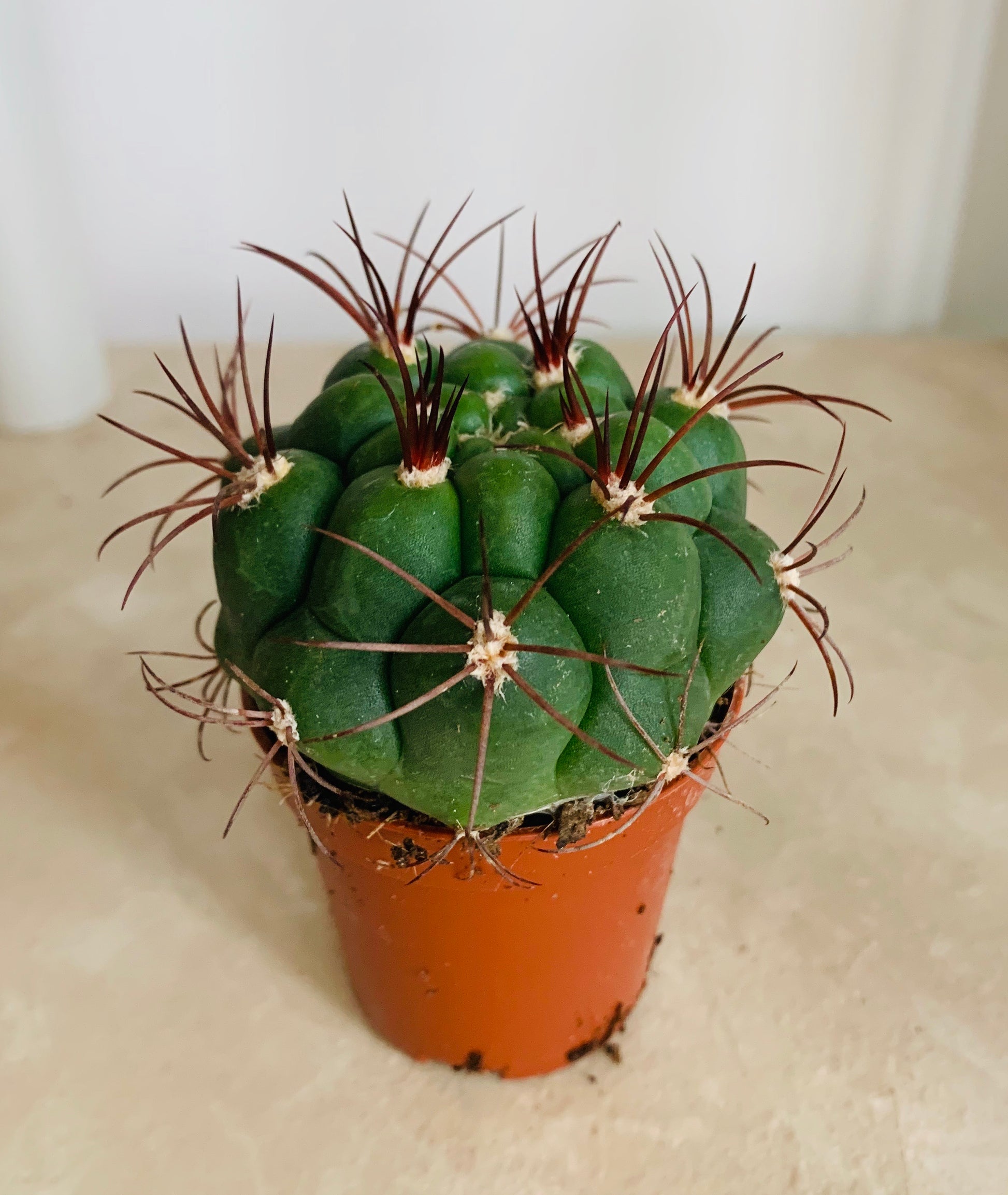 Gymnocalycium Saglionis Cassandra's Plants