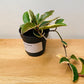 Hoya Carnosa Albomarginata in a 10.5cm Pot Cassandra's Plants