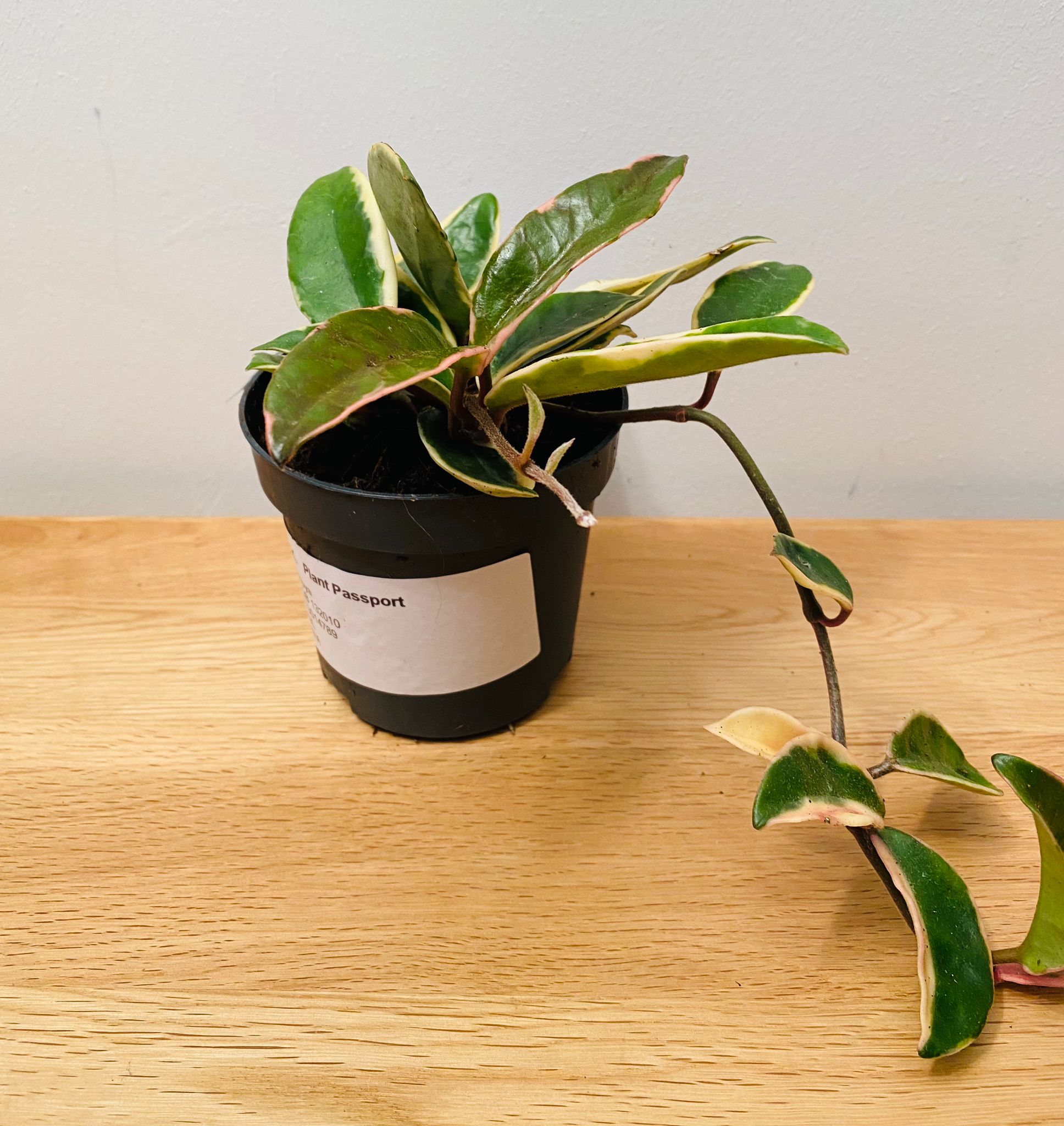 Hoya Carnosa Albomarginata in a 10.5cm Pot Cassandra's Plants