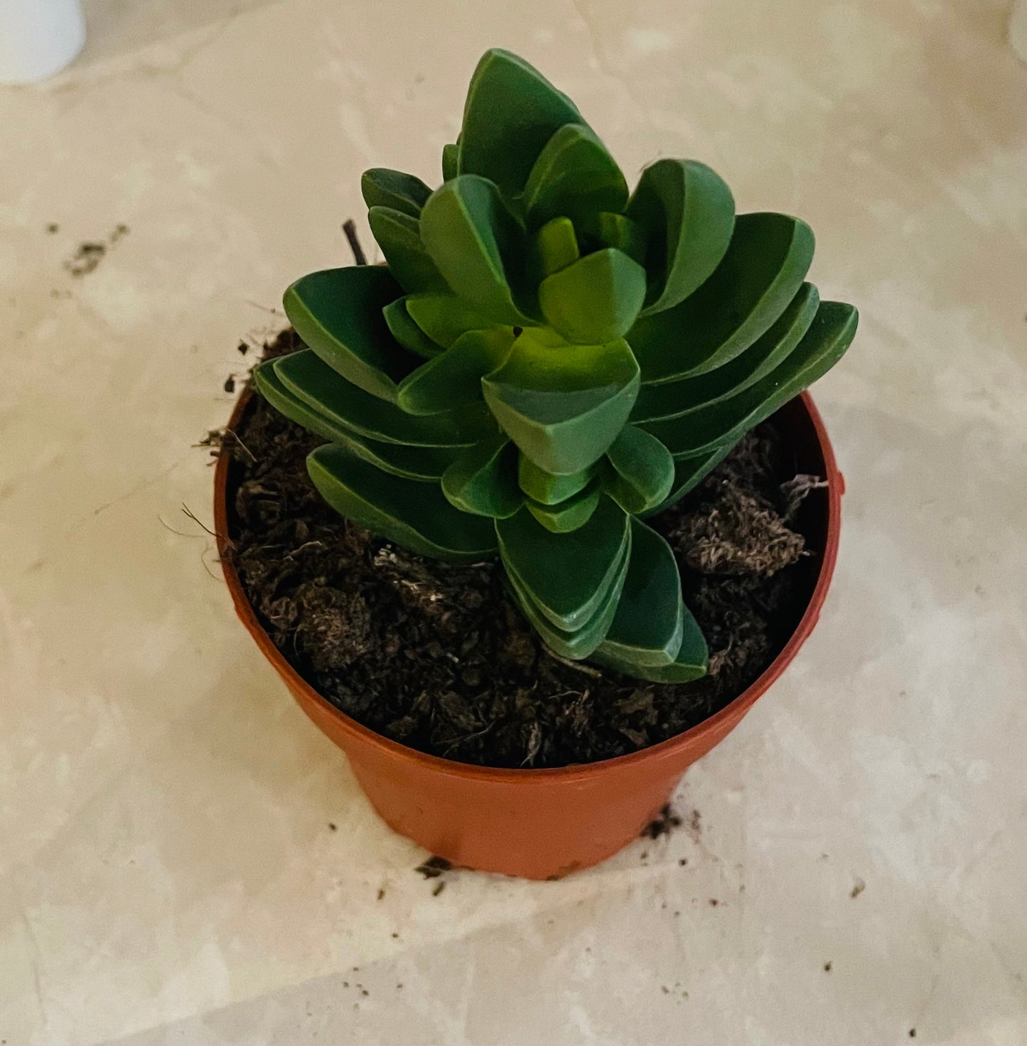 Crassula Capitella ‘Ben’ In a 8cm pot