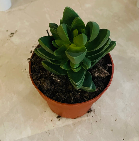 Crassula Capitella ‘Ben’ In a 8cm pot
