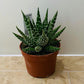 Haworthia Pumila 10cm Pot Cassandra's Plants