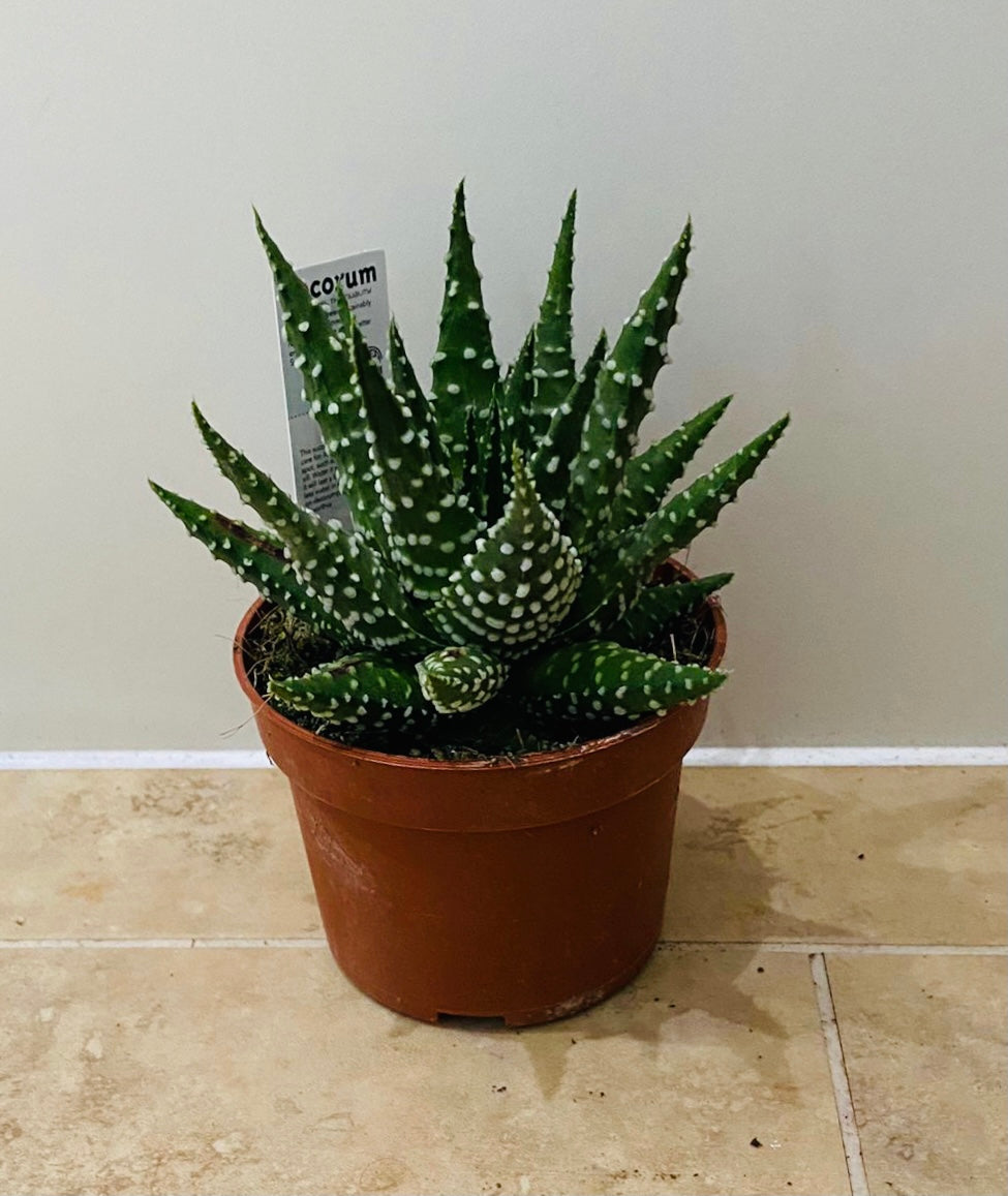 Haworthia Pumila 10cm Pot Cassandra's Plants
