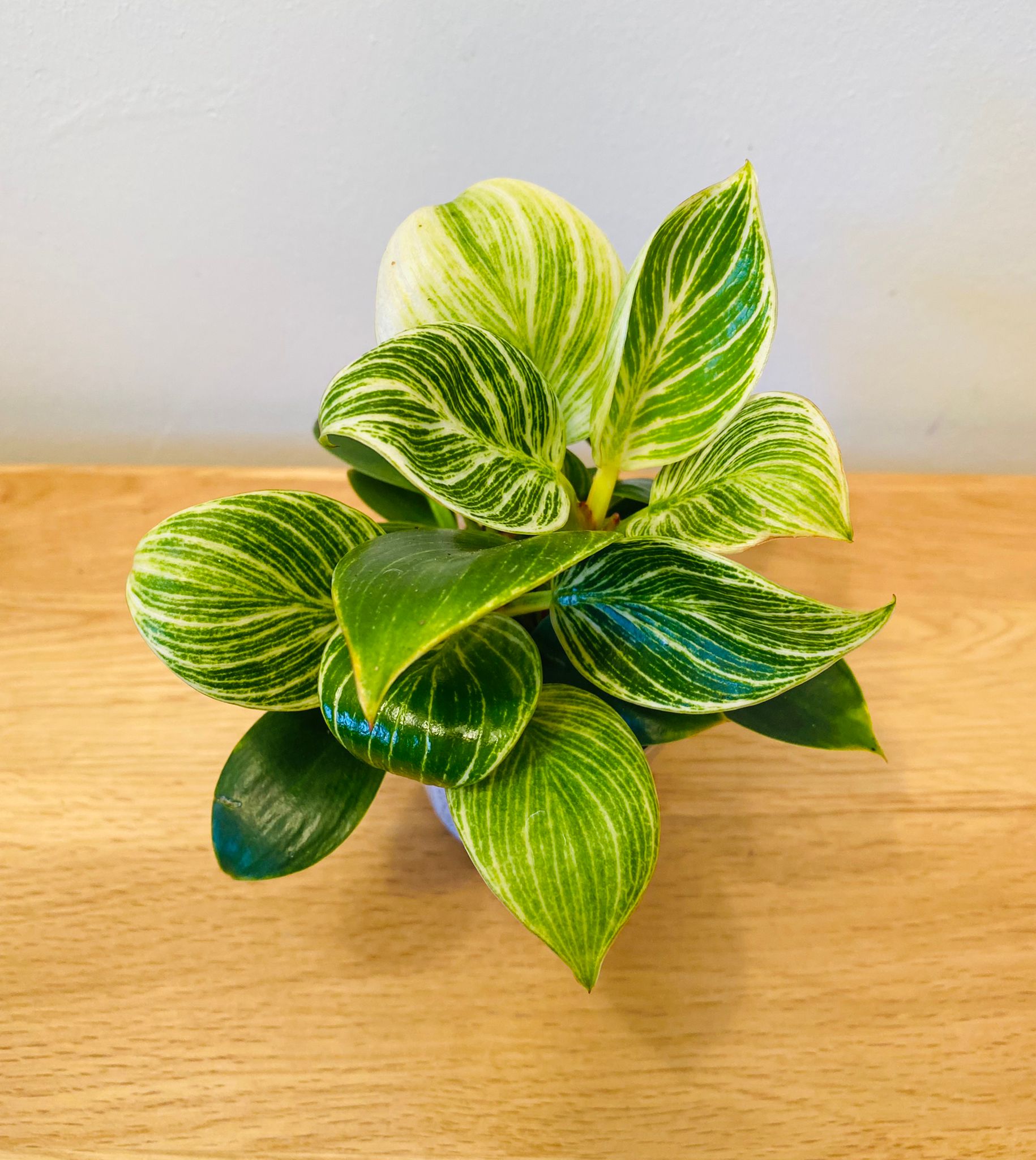 Philodendron Birkin White Wave Cassandra's Plants