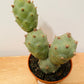 Tephrocactus Articulatus in a 10.5cm Pot Cassandra's Plants