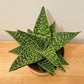 Aloe Aveo 10.5cm Pot Cassandra's Plants