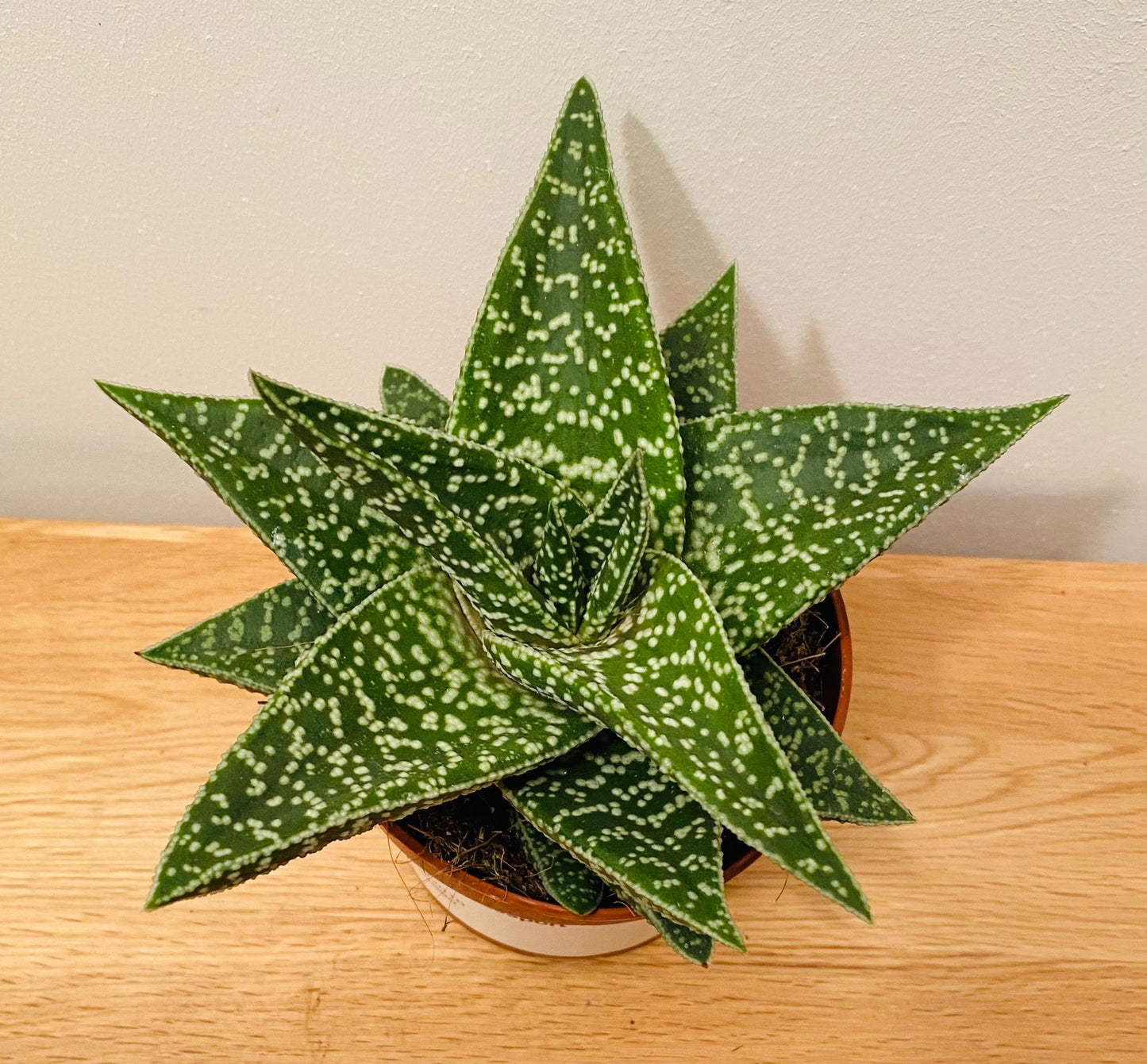 Aloe Aveo 10.5cm Pot Cassandra's Plants