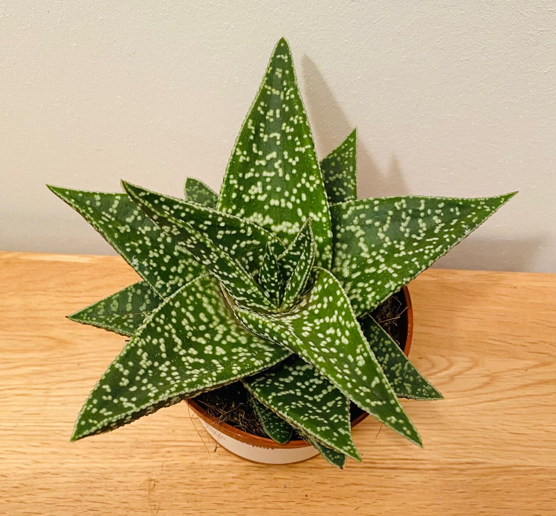 Aloe Aveo 10.5cm Pot Cassandra's Plants