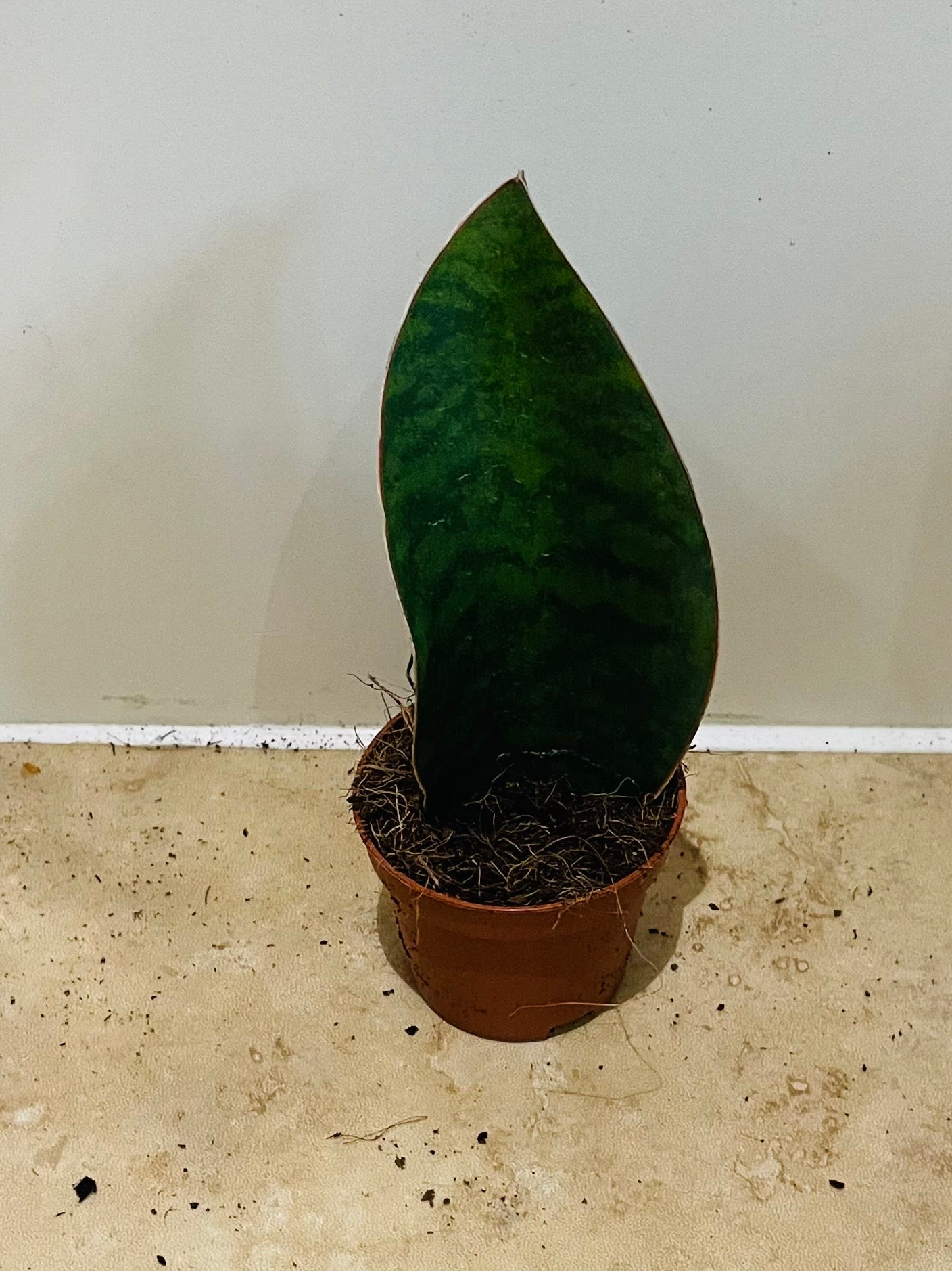 Sansevieria Masoniana Victoria Whales Fin Cassandra's Plants