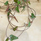 Ceropegia Woodii Orange River 8cm Pot Cassandra's Plants
