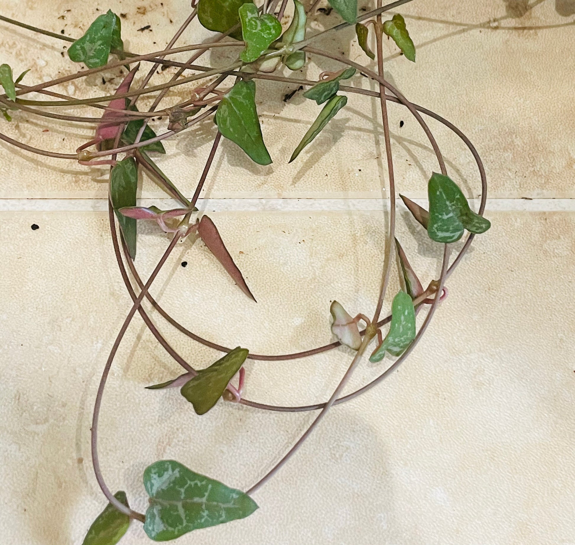 Ceropegia Woodii Orange River 8cm Pot Cassandra's Plants