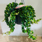 Aeschynanthus Radicans Rasta Lipstick Plant 15cm Hanging Pot Cassandra's Plants