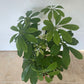 Schefflera Nora in a 13cm pot Cassandra's Plants