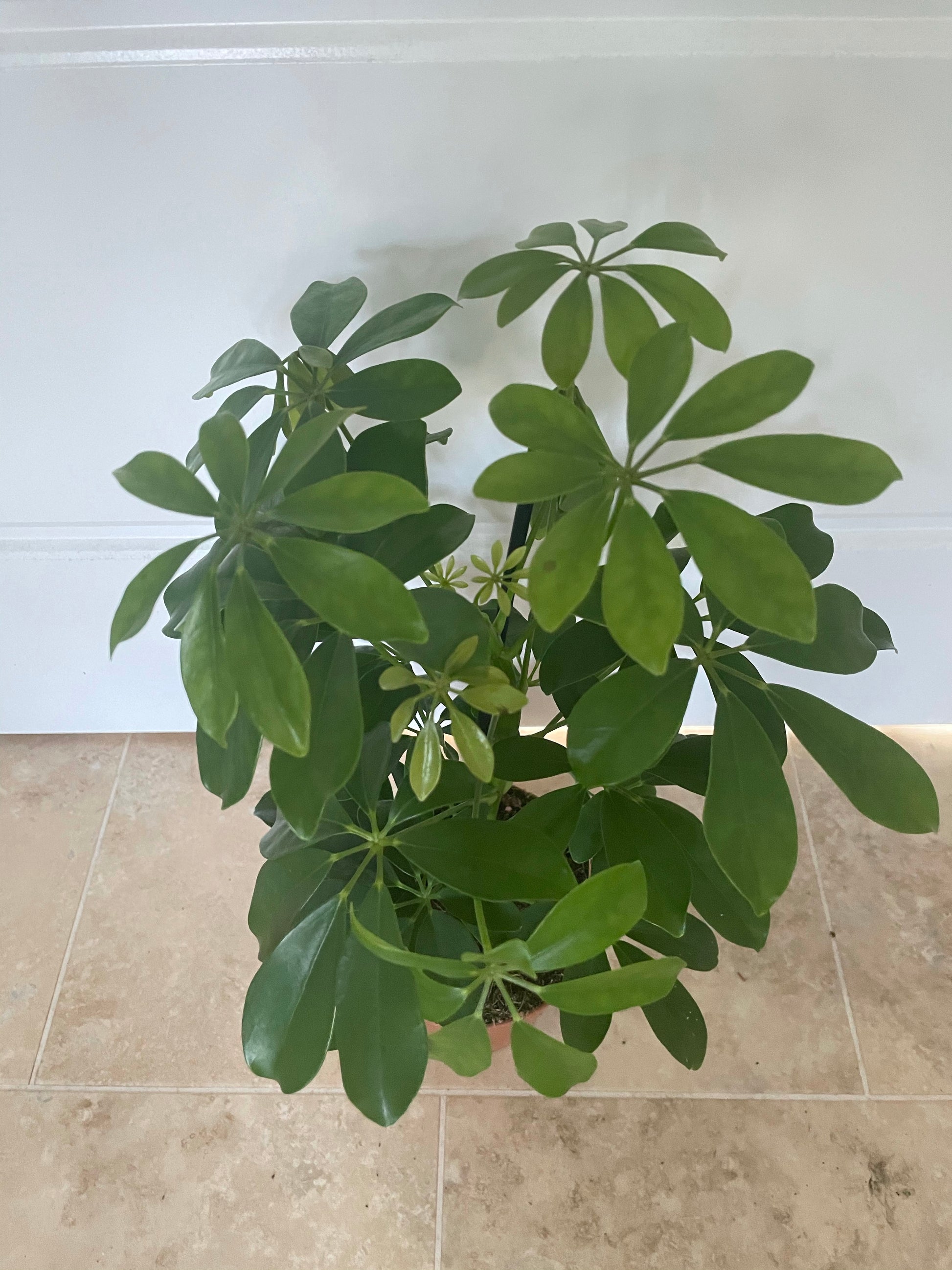 Schefflera Nora in a 13cm pot Cassandra's Plants