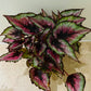 Begonia Rex “Evening Glow” 13cm Pot Cassandra's Plants