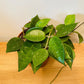 Hoya Parasitica Black Margin 12cm Pot Cassandra's Plants