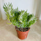 Austrocylindropuntia Vestita fma. Cristata 5.5cm Pot Cassandra's Plants