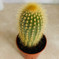 Espostoa Guentheri Cactus Cassandra's Plants