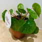 Pilea Peperomioides Sugar Cassandra's Plants