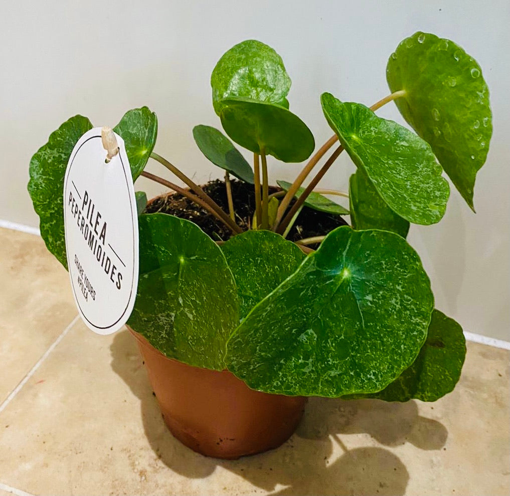 Pilea Peperomioides Sugar Cassandra's Plants