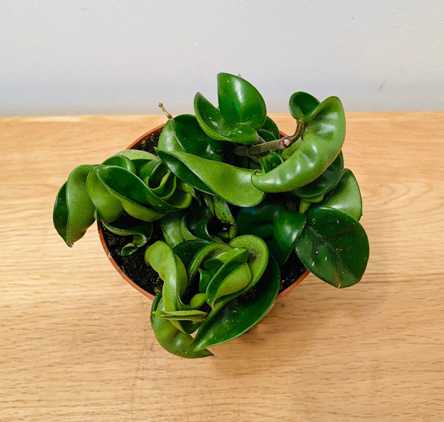 Hoya Carnosa Compacta in a 9cm Pot Cassandra's Plants