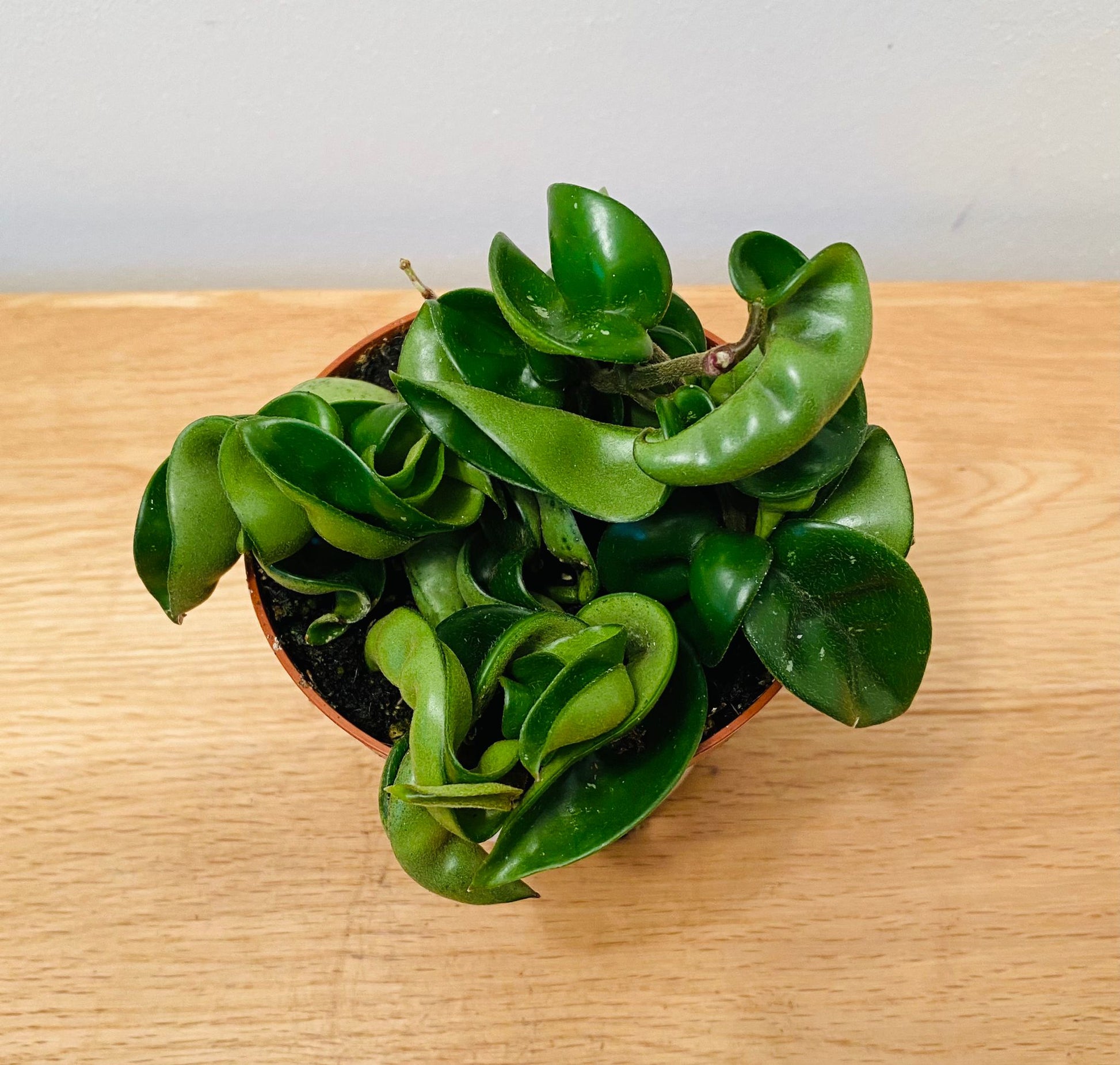 Hoya Carnosa Compacta in a 9cm Pot Cassandra's Plants