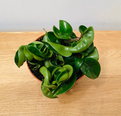 Hoya Carnosa Compacta in a 9cm Pot Cassandra's Plants
