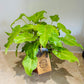 Philodendron Xanadu Golden in a 15cm pot  Cassandra's Plants