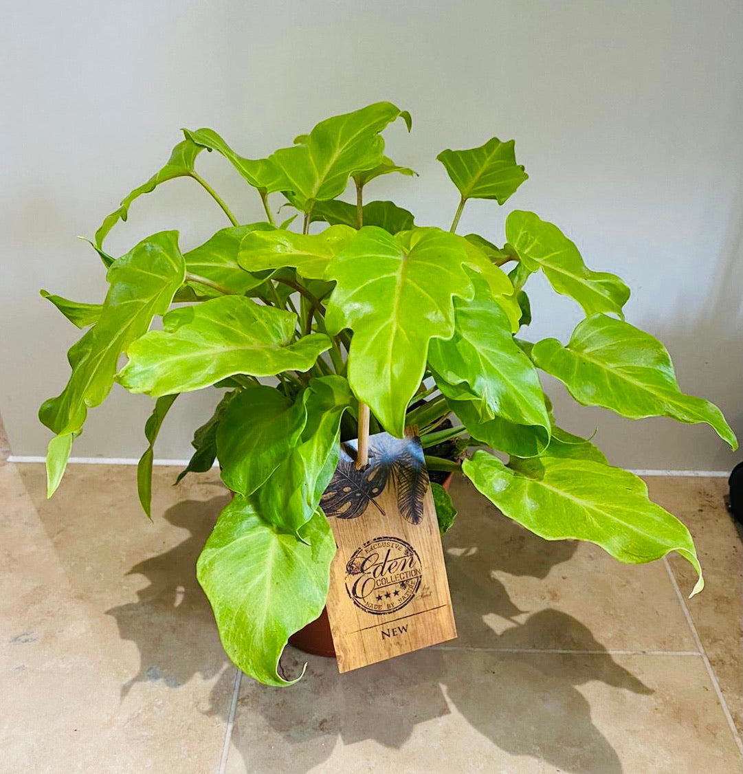 Philodendron Xanadu Golden in a 15cm pot  Cassandra's Plants