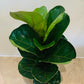 Ficus Lyrata Bambino Fiddle Leaf Fig Cassandra's Plants